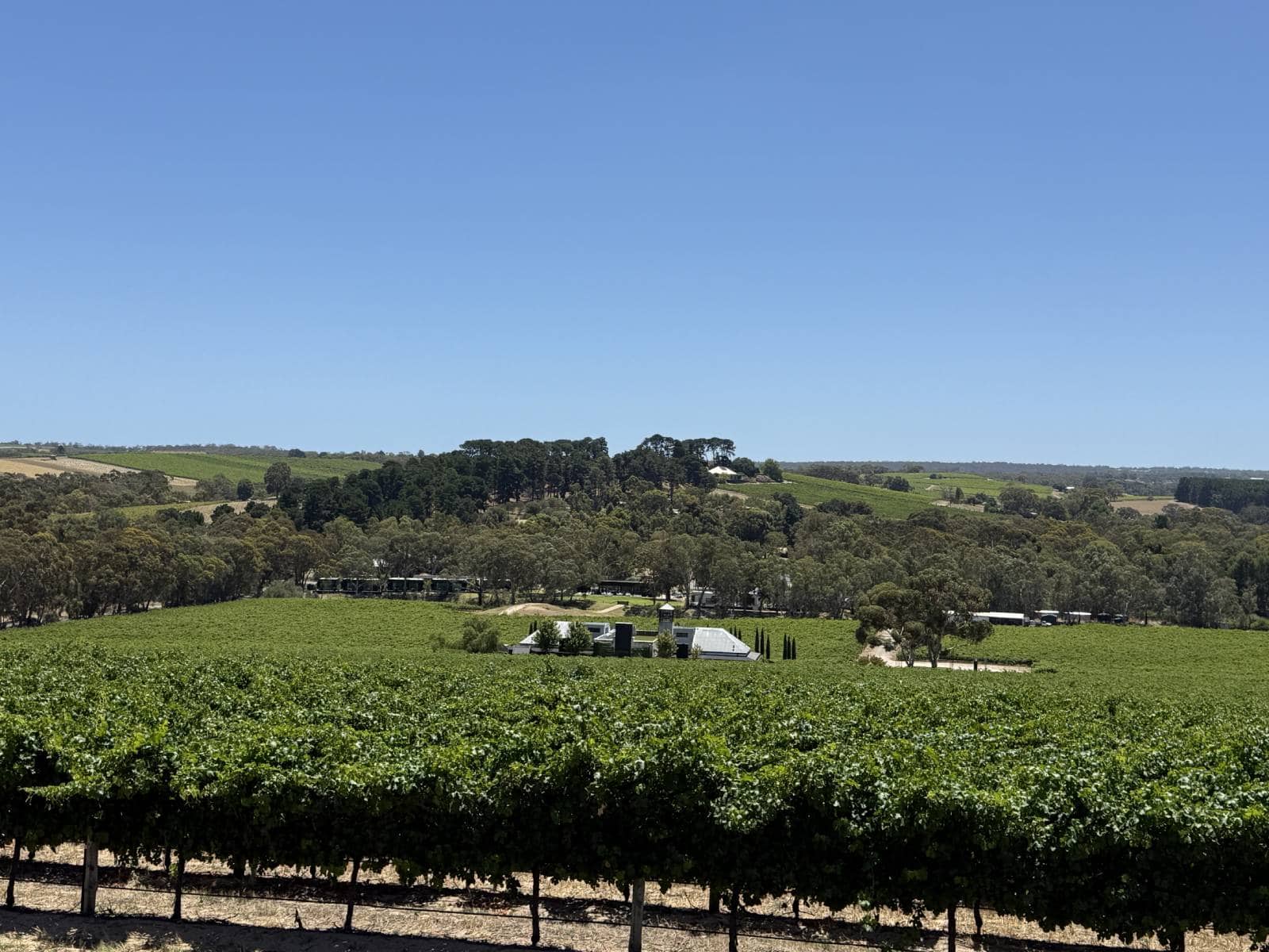 Green vines with Beresford Estate in the distance, McLaren Flat