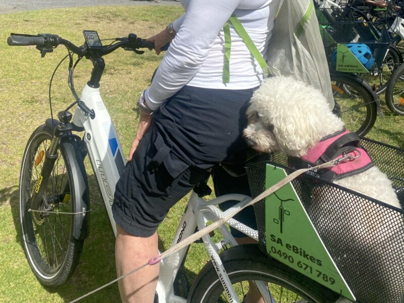 A dog on a leash seated in the basket behind an eBike rider