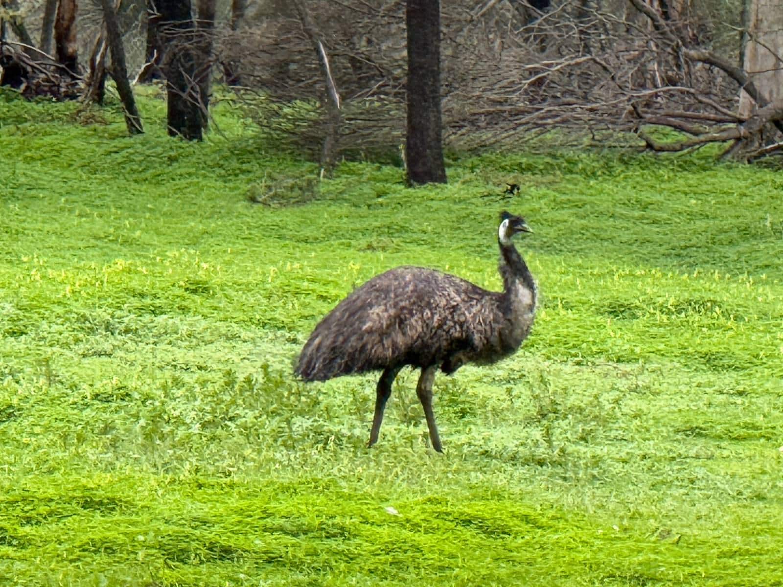 Emu on grass at Woodstock Cellar Door, McLaren Vale