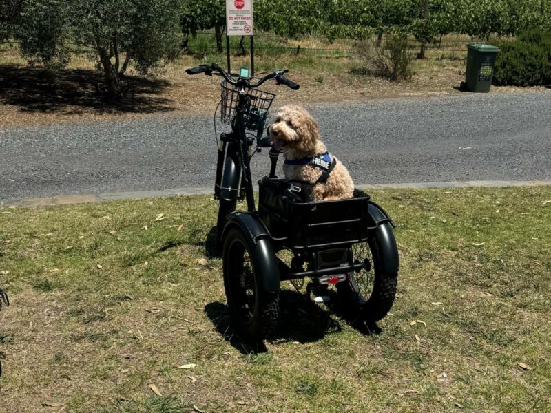 A dog waiting patiently whilst seated in the basket of an eTrike, McLaren Vale