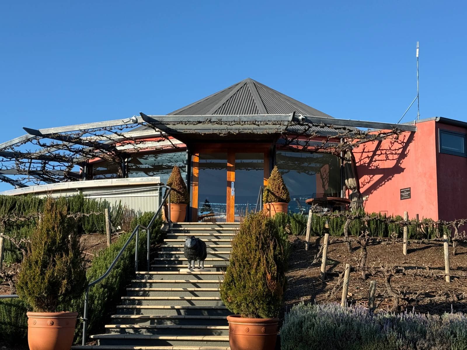 Hugh Hamilton Wines Tasting Room - external view with Black Sheep statue on the steps