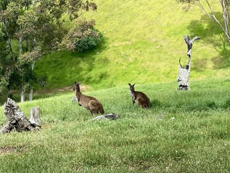 Kangaroos on a green hillside in Willunga