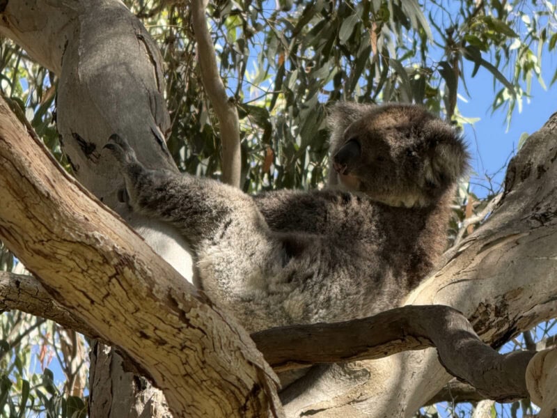 A koala reclining in the crook of a gumtree, at DogRidge Winery Cellar Door