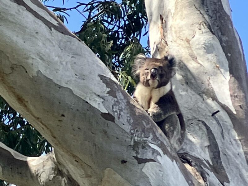 Koala seated in the crook of a gumtree, McLaren Vale