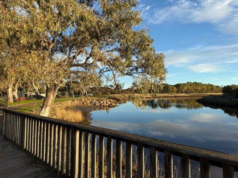 Gumtree and calm water beside the bike track at Perrys Bend, Onkaparinga River