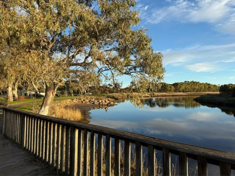 Gumtree and calm water beside the bike track at Perrys Bend, Onkaparinga River