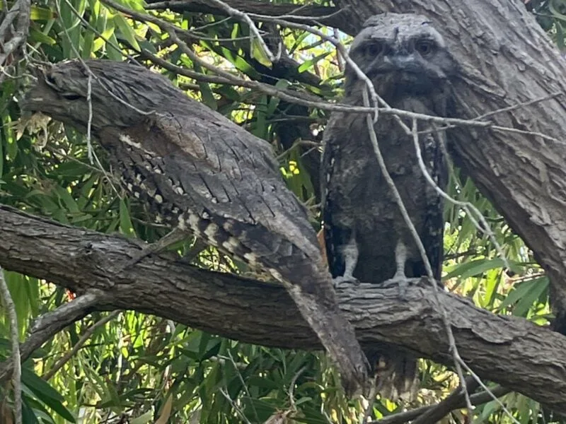Two tawny frog-mouthed owls weel camouflaged as the perch on the branch of a tree