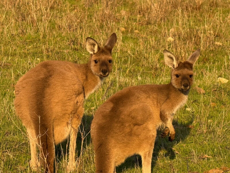 Kangaroos in Onkaparinga Gorge National Park