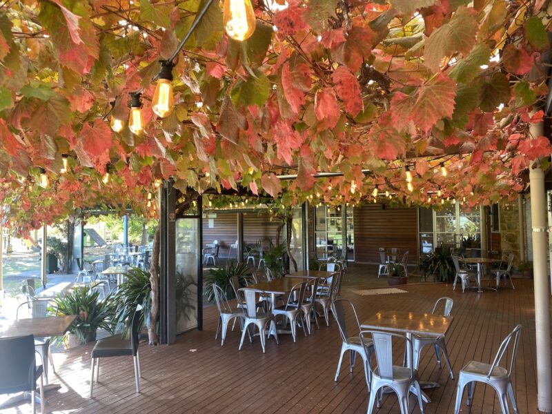 Autumn coloured vine leaves above the table and chairs at the backdeck of McLaren Vale Visitor Centre