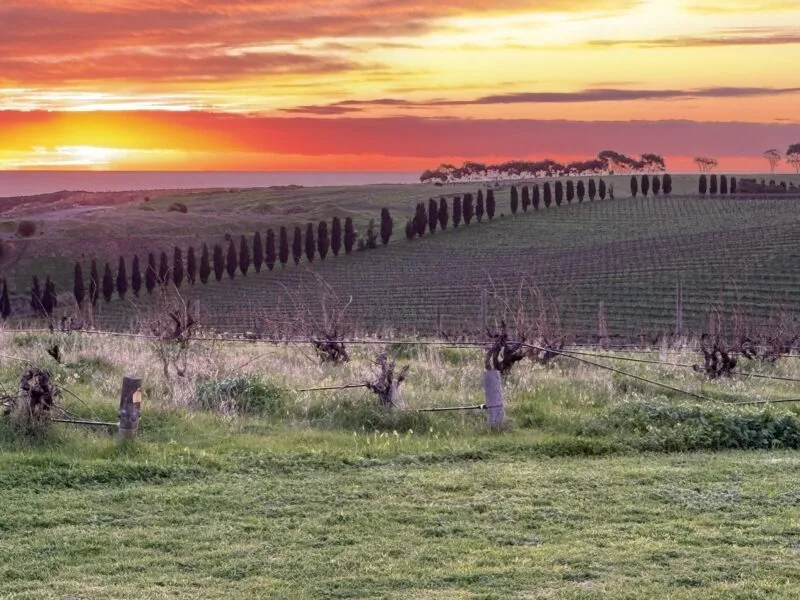 Vibrant sunset with a long row of pencil pines and bare bush vines in the foreground