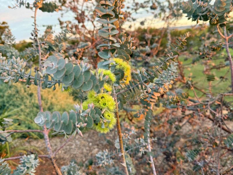 Yellow flowers on Blue gum tree
