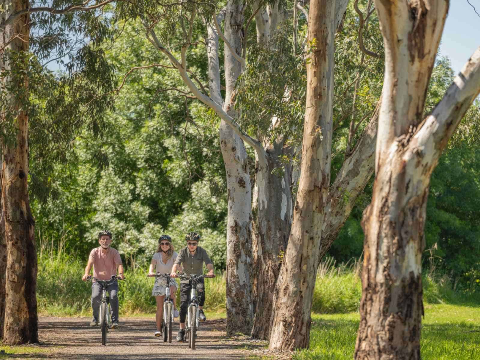 Riding Along Tree Lined Trail 1600x1200 204kb
