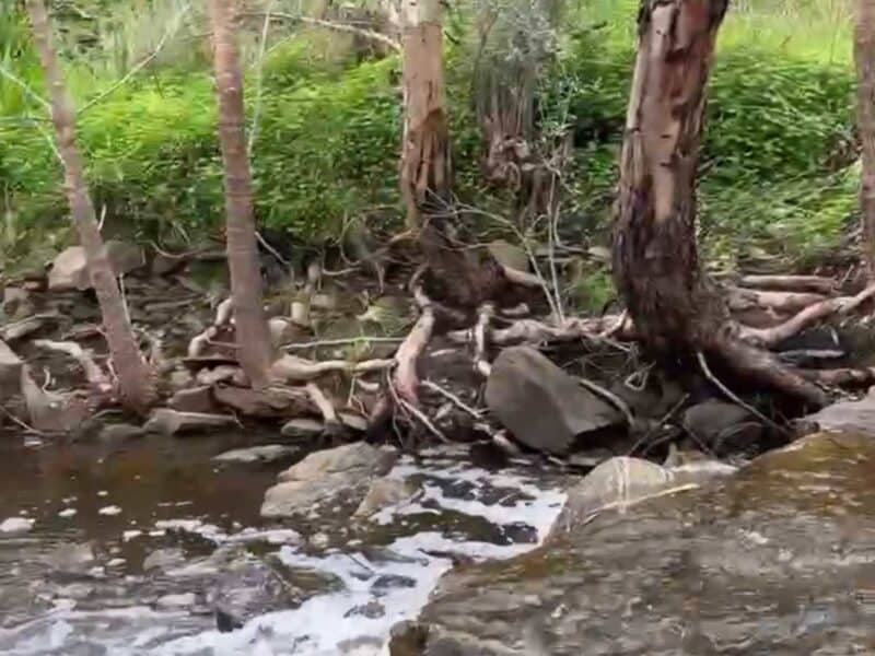 water flowing over rocks at a quiet section of creek in Onkaparinga River National Park